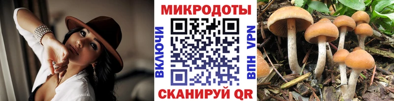 Галлюциногенные грибы Psilocybe  darknet телеграм  Элиста 
